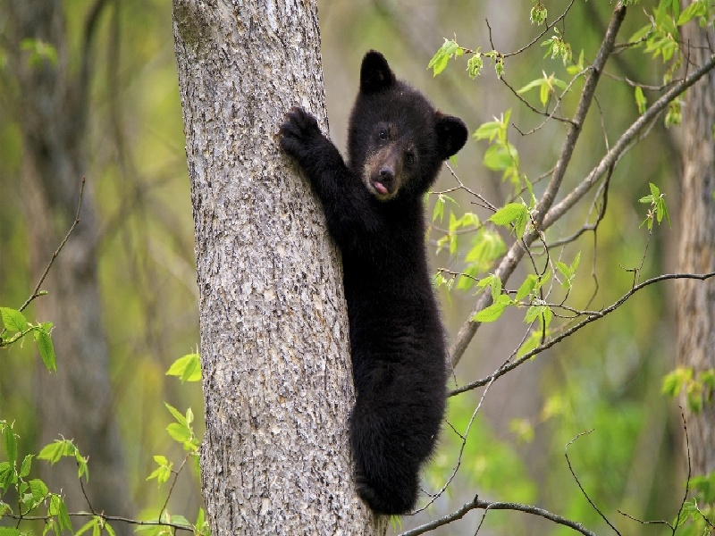 试管做宫腔镜上环(捐卵费用)