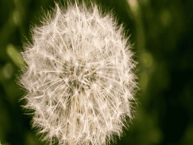 国外试管哪里最好(二代试管跟三代试管区别)